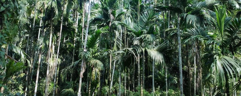 Goa's Spice Plantations: A Unique Culinary and Nature Experience