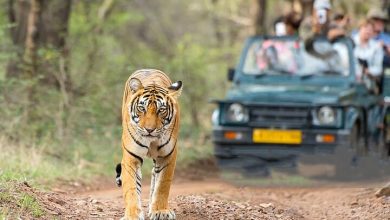 Best Stay Option In Jim Corbett